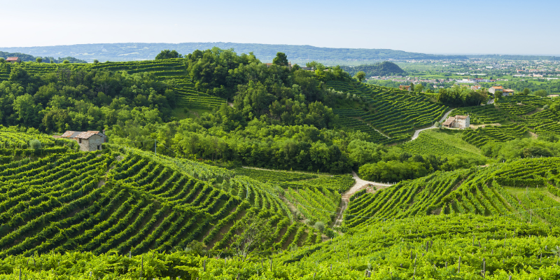 Colline del Prosecco Colderove Vini